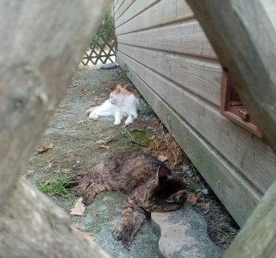 Câssis, Chouchou, Kiwi et Bianca