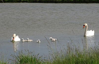 Cygnes et cygneaux dans le marais breton  - Mai 2022