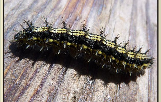 Faune des Pyrénées (Images de mon ancien blog, année 2010)