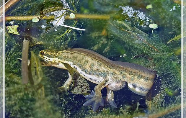 Triton palmé (Lissotriton helveticus) en phase nuptiale aquatique - Lartigau - Milhas - 31