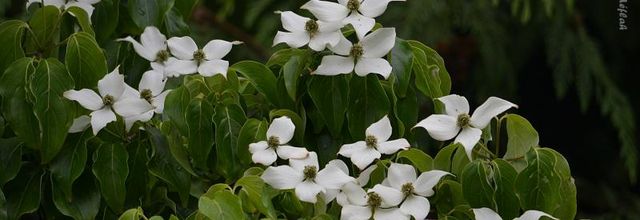 Rambouillet : Cornouiller du Japon (Cornus Kousa)