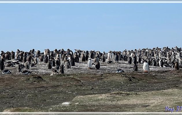 Colonie de Manchots papous, Gentoo Penguin (Pygoscelis papua) - Saunders Island - Falkland (Malvinas, Malouines) - Grande-Bretagne