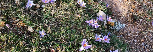  Le crocus de Corse (Crocus corsicus Maw.)