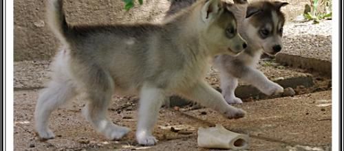 Portée Husky Elouka J+38 (30 juillet 2014)