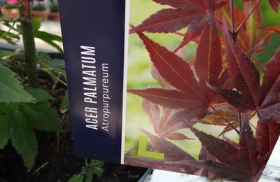 Acer Palmatum Atropurpureum