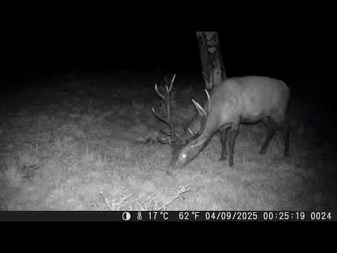 Caméra nocturne : cerfs, biche et son faon, blaireau, sanglier - Lartigau - Milhas - 31
