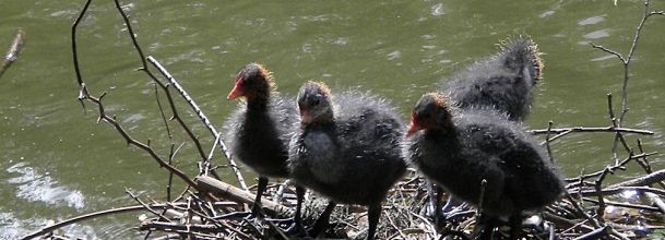 Lac des Minimes : Les petits foulques macroules grandissent eux aussi ...
