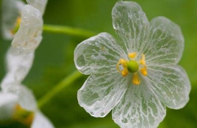  la fleur squelette 