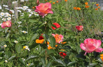 Le mois des roses : mes rosiers "modernes"