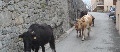 La vache !