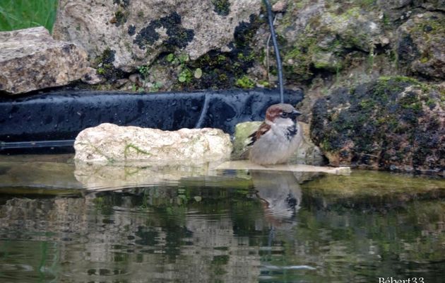 un moineau qui prend son bain 
