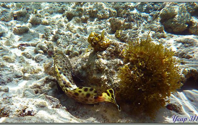La fuite du Mérou gâteau de cire ou Loche rayon de miel (Epinephelus merra) - Anse Marie-Louise - Mahé - Seychelles