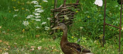 Saturnin