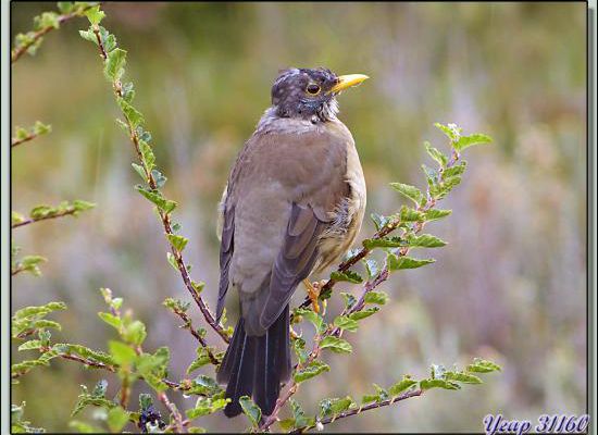 Merle austral juvénile (Turdus falcklandii) - Terre de Feu - Argentine