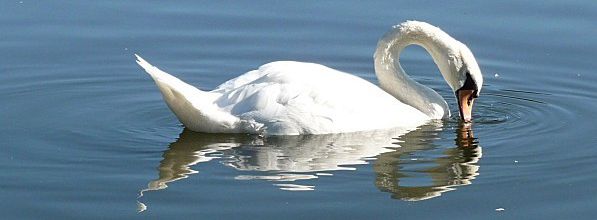 Ombres et reflets