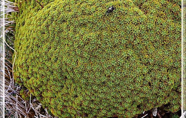 Coussins des Andes, Llareta (Es), Balsam bog (An), Tanna-wola (Yagan) (Bolax gummifera) - Île du Cap Horn - Patagonie - Chili