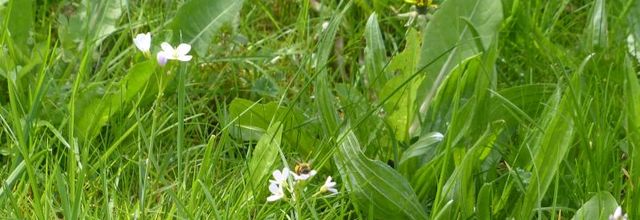 Un jardin pour les butineurs