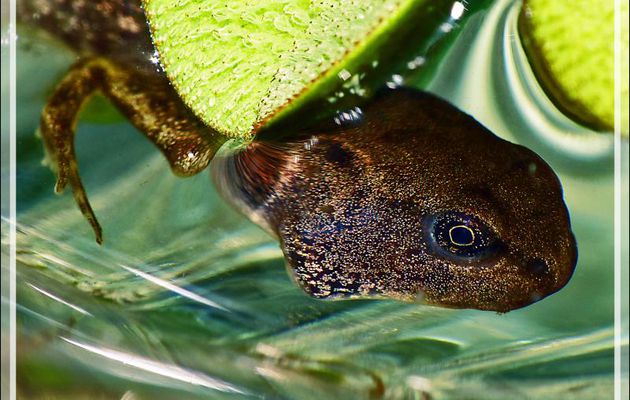 "Grenouillard" : macros de grenouille rousse pas encore grenouille mais plus trop têtard - Lartigau - Milhas - 31