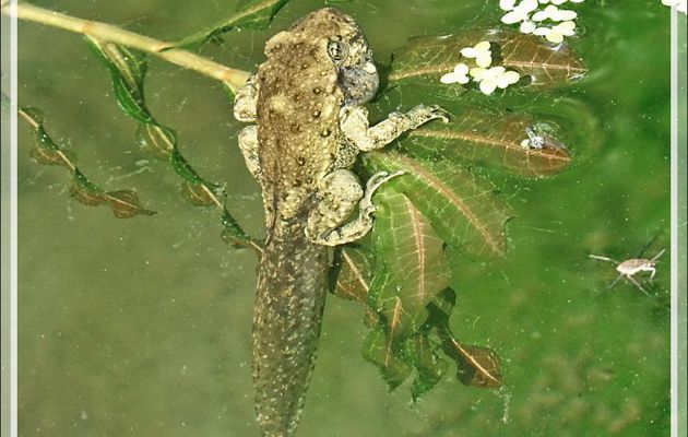 Têtard d'Alyte sur le point de devenir un bon gros bébé Alyte (crapaud accoucheur) - Lartigau - Milhas - 31