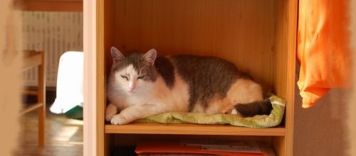 Pour dormir, un chat ça squatte n'importe où