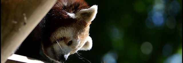 La photo du weekend : L'Abeille et le Panda Roux