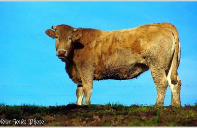 Vache (4)