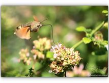 Sphinx colibri