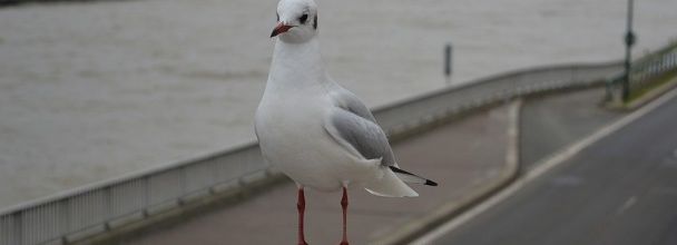 La mouette du pont de L'Alma
