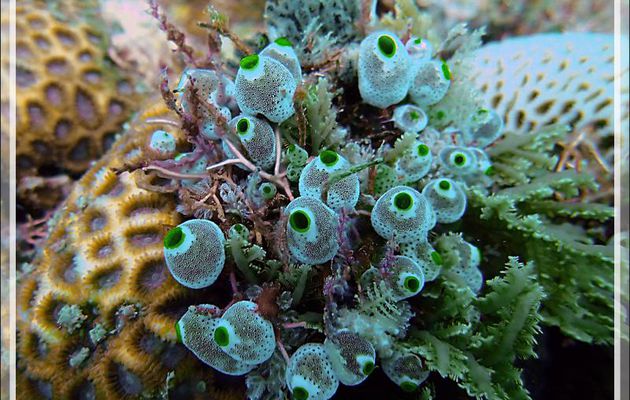 Superbes Petites ascidies-urnes, Small urn-ascidian (Atriolum robustum) - Spot Sugar Man - Tsarabanjina - Mitsio - Madagascar