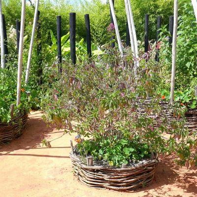 Le jardin des Cimes Plateau d'Assy ; 2/2