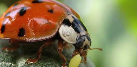 Coccinelle : De l'oeuf ... à l'adulte