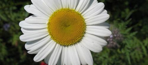 Petites fleurs des dimanches...