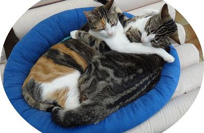 Moments de tendresse : les ch'amoureux...