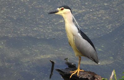 Le Bilhoreau gris (Nycticorax nycticorax- Black-crowned Night Heron)