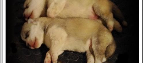 Portée de Fanouk (18 février 2014)