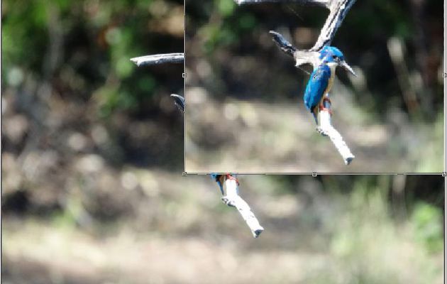Martin-pêcheur à demi-collier, Half-collared Kingfisher (Alcedo semitorquata) - Safari nautique - Parc National de Chobe - Botswana