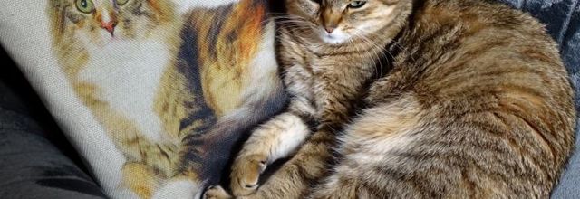 Dimanche c'est chat
