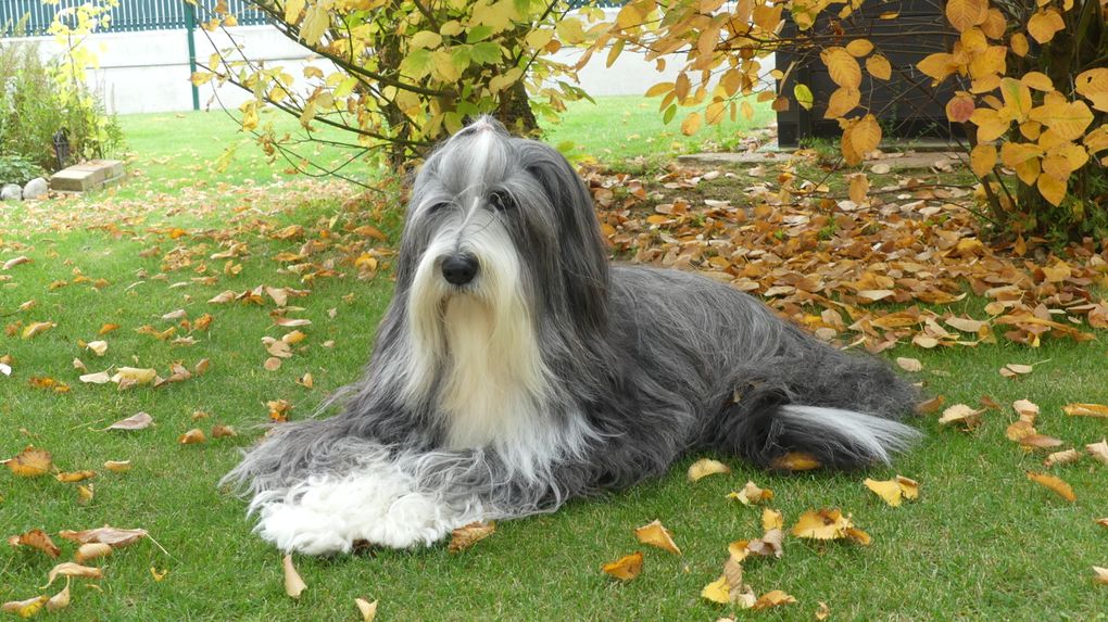 Diaporama Octavia * photos du 15.10.2025