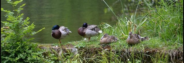 Rambouillet : Le canard Colvert