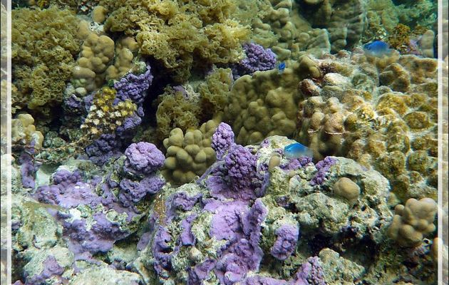 Corail violet et Demoiselle de Brownrigg, Surge damselfish (Chrysiptera brownriggii) - Jardin de Corail - Motu Tautau - Taha'a - Polynésie française