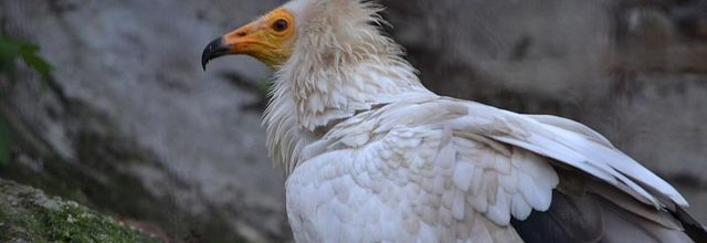 Ménagerie du Jardin des Plantes : Percnoptère d'Egypte