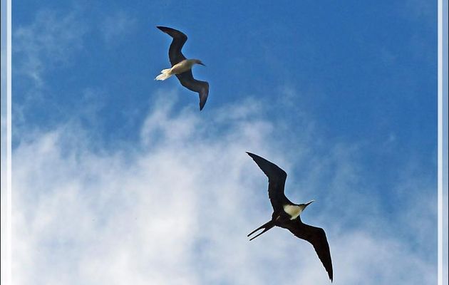 Course entre un Fou à pieds rouges et une Frégate du Pacifique - Ile aux oiseaux - Vers la passe sud Tumakohua (Tetamanu) - Atoll de Fakarava - Tuamotu - Polynésie française