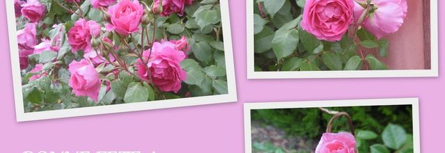 BONNE FETE A TOUTES LES MAMANS !!!