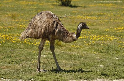 Émeu d'Australie