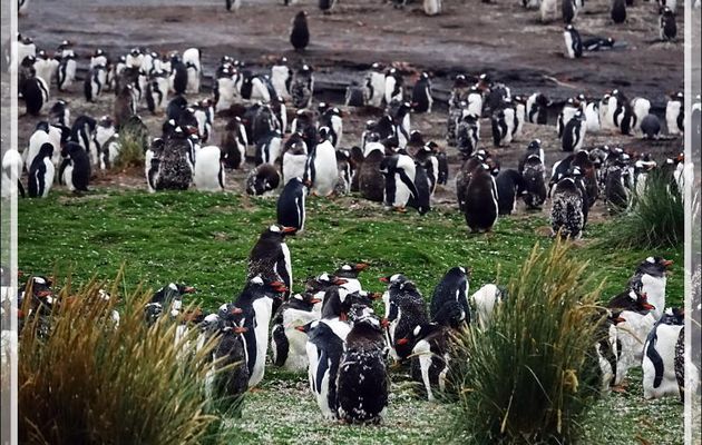 Manchot papou, Gentoo Penguin (Pygoscelis papua) - Grave Cove - West Falkland (Malvinas, Malouines) - Grande-Bretagne