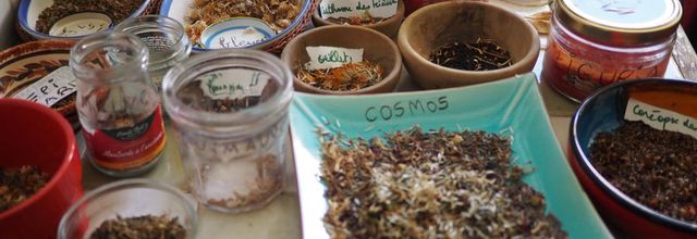 Ecolotruc n° 14 : Récupérer des graines à semer