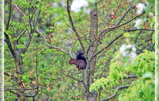 Écureuil d'Eurasie, Écureuil roux (Sciurus vulgaris) - Lartigau - Milhas - 31