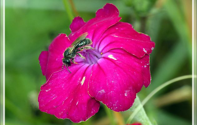 Coquelourde des jardins, Silène coronaire, Ragged Robin (Lychnis coronaria) - La Couarde-sur-Mer - Île de Ré - 17