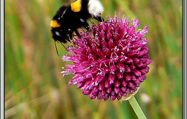 Bourdon terrestre ou "Cul Blanc" (Bombus terrestris) - La Couarde-sur-Mer - Ile de Ré - 17