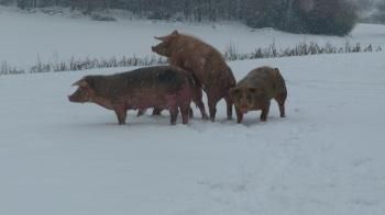 C'est l'hiver aux Forges, une vraie bataille de cochons dans la neige!